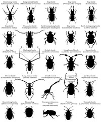 Collection of silhouettes of different species of beetles and bugs