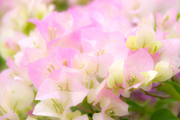 Close up Soft pink Bougainvillea flower (soft light style)