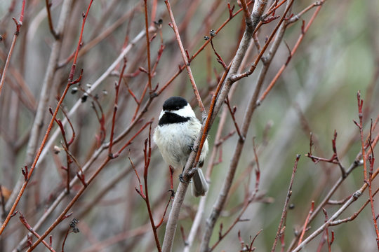 M&eacute;sange &agrave; t&ecirc;te noire