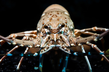 Closed-up shot of spiny lobster