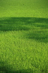 Obraz na płótnie Canvas Rice Field.