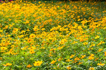 Fototapeta na wymiar Yellow Flower Field
