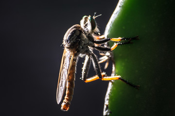 Shy dragonfly holding onto dragon fruit leaf 
