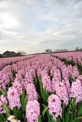 Hyacinth season © dagabu