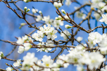 branch of a blossoming tree with beautiful white flowers