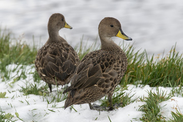 Canard à queue pointue de Geordie du Sud, Anas georgica georgica, Base Grytviken, Georgie du Sud