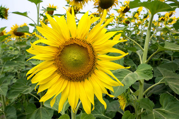 sunflower at field