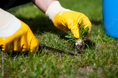 Cutting Out Weeds Man Removes From The Lawn Stock Photo And Cutting Out Weeds Man Removes From The Lawn