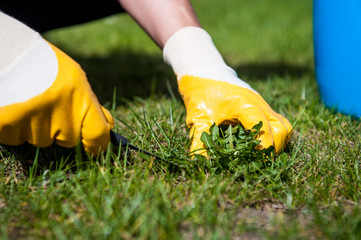 cutting out weeds / Man removes weeds from the lawn