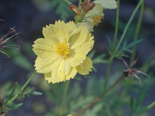 cosmos flower or yellow cosmos