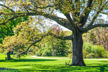 Shade Tree in Park