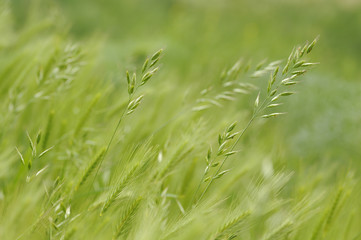 Campo de hierba en primavera