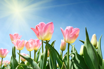 Beautiful flowers tulips against the sky (relaxation, meditation