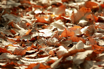 Selective focus and very shallow depth of field composition of dry leaves on the ground,a beautiful autumn forest .