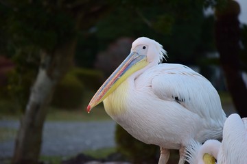 ピンクペリカン