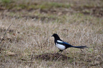 Southwest USA Beautiful Black-billed Magpies black and white overall with blue-green wing and tail. Mostly black with a white patch in the outer wing and two white stripes