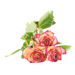 Dried pink roses over the white background