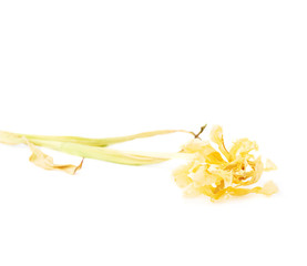 Dried yellow tulip flower over white background