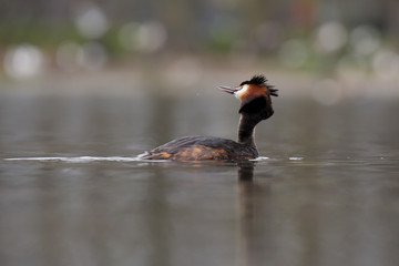 Great Crested Grebe, Podiceps cristatus