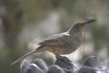 Southwest USA Beautiful Curve-billed Thrasher Bright yellow orange eyes, spots on chest and belly, Desert bird, it is a non-migratory species.