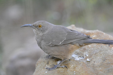 Southwest USA Beautiful Curve-billed Thrasher Bright yellow orange eyes, spots on chest and belly, Desert bird, it is a non-migratory species.