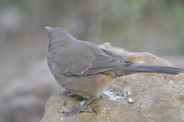 Southwest USA Beautiful Curve-billed Thrasher Bright yellow orange eyes, spots on chest and belly, Desert bird, it is a non-migratory species.