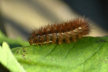 Raupe des Zimtbär