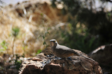 Southwest USA Beautiful Curve-billed Thrasher Bright yellow orange eyes, spots on chest and belly, Desert bird, it is a non-migratory species.