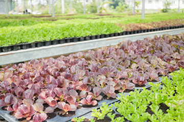Organic vegetable growing in farm