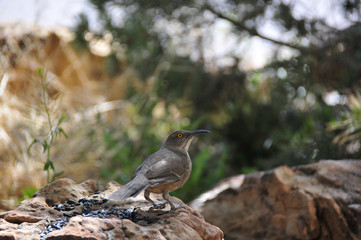 Southwest USA Beautiful Curve-billed Thrasher Bright yellow orange eyes, spots on chest and belly, Desert bird, it is a non-migratory species.

