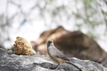 Southwest USA Beautiful Curve-billed Thrasher Bright yellow orange eyes, spots on chest and belly, Desert bird, it is a non-migratory species.
