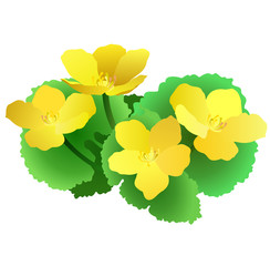 Marsh marigold (Caltha palustris). Hand drawn vector illustration on white background.