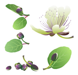 Capers (Capparis spinosa). Set of hand drawn vector objects (flower and buds).