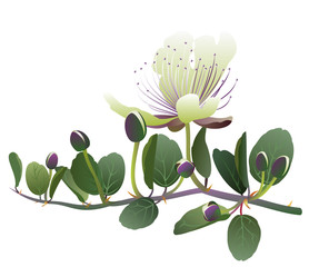 Caper. Hand drawn vector illustration of caper (Capparis spinosa) with flowers and buds.