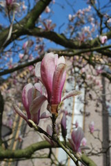 Magnolia - pączki