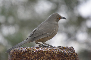 Southwest USA Beautiful Curve-billed Thrasher Bright yellow orange eyes, spots on chest and belly, Desert bird, it is a non-migratory species.
