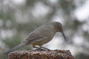 Southwest USA Beautiful Curve-billed Thrasher Bright yellow orange eyes, spots on chest and belly, Desert bird, it is a non-migratory species.
