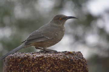 Southwest USA Beautiful Curve-billed Thrasher Bright yellow orange eyes, spots on chest and belly, Desert bird, it is a non-migratory species.
