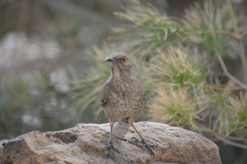 Southwest USA Beautiful Curve-billed Thrasher Bright yellow orange eyes, spots on chest and belly, Desert bird, it is a non-migratory species.

