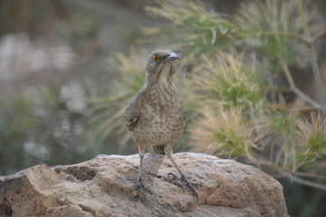 Southwest USA Beautiful Curve-billed Thrasher Bright yellow orange eyes, spots on chest and belly, Desert bird, it is a non-migratory species.

