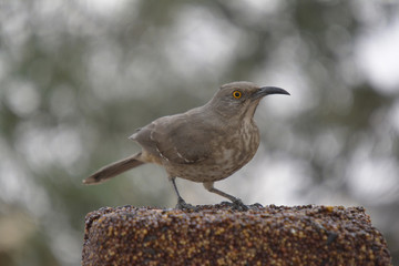 Southwest USA Beautiful Curve-billed Thrasher Bright yellow orange eyes, spots on chest and belly, Desert bird, it is a non-migratory species.

