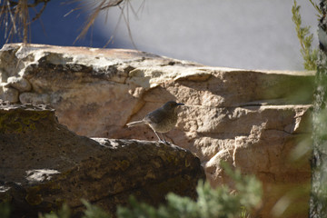 Southwest USA Beautiful Curve-billed Thrasher Bright yellow orange eyes, spots on chest and belly, Desert bird, it is a non-migratory species.

