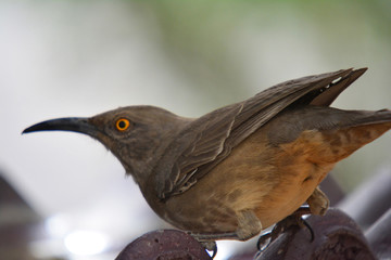 Southwest USA Beautiful Curve-billed Thrasher Bright yellow orange eyes, spots on chest and belly, Desert bird, it is a non-migratory species.

