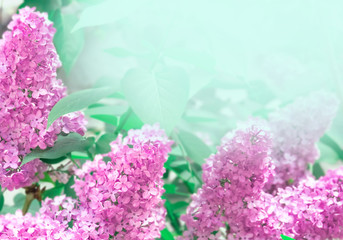 lilac pink blossom