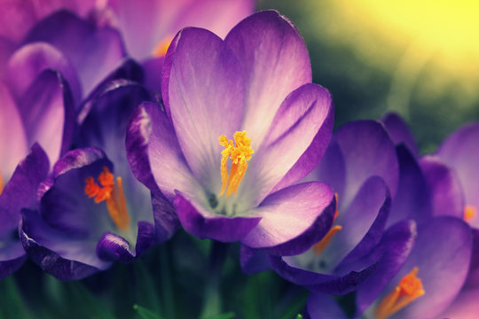 Crocus (Crocus Vernus) flowers