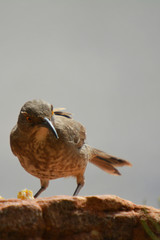 Southwest USA Beautiful Curve-billed Thrasher Bright yellow orange eyes, spots on chest and belly, Desert bird, it is a non-migratory species.
