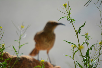 Southwest USA Beautiful Curve-billed Thrasher Bright yellow orange eyes, spots on chest and belly, Desert bird, it is a non-migratory species.
