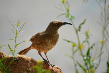 Southwest USA Beautiful Curve-billed Thrasher Bright yellow orange eyes, spots on chest and belly, Desert bird, it is a non-migratory species.

