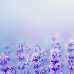 field lavender flowers