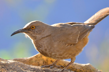 Southwest USA Beautiful Curve-billed Thrasher Bright yellow orange eyes, spots on chest and belly, Desert bird, it is a non-migratory species.
